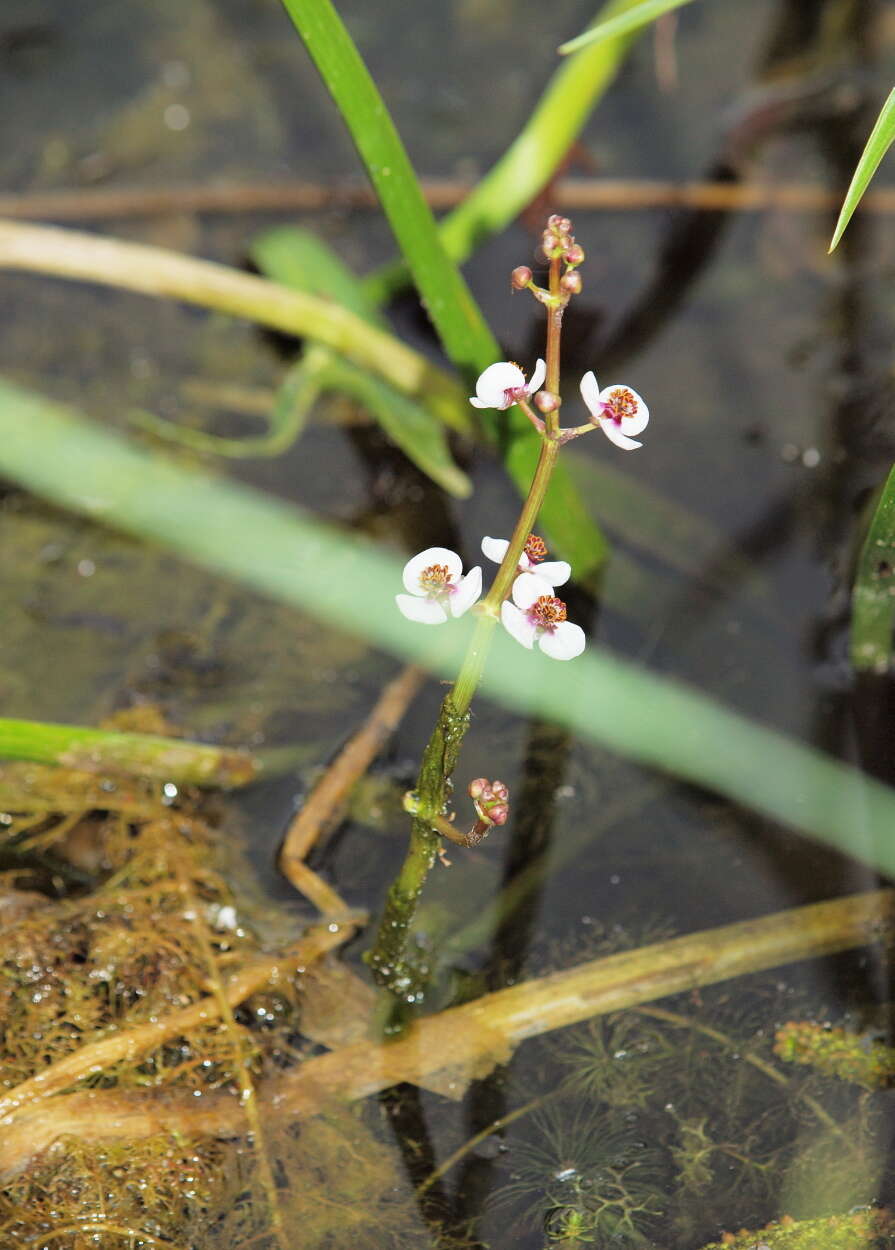 Image of Sagittaria