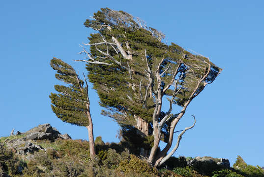 Image of Podocarpus cunninghamii Colenso