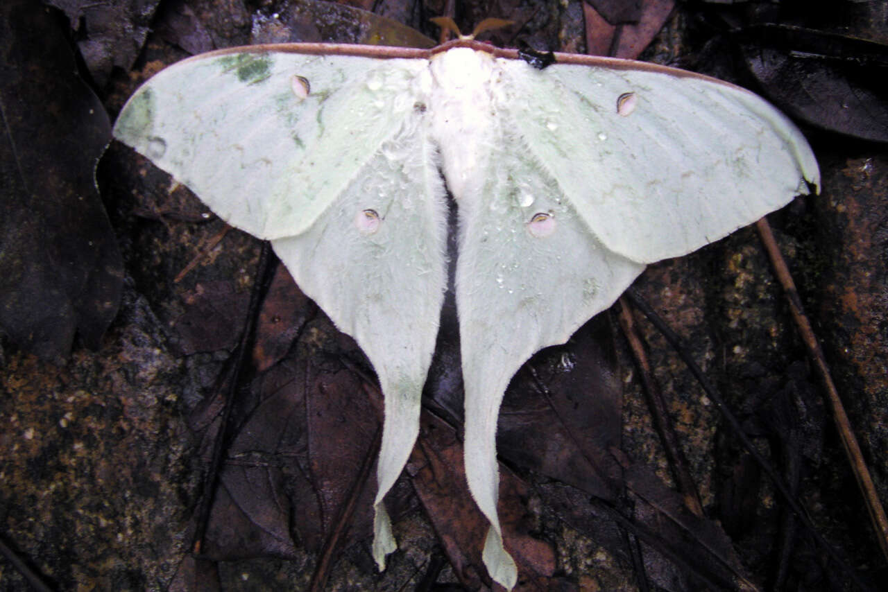 Image of Actias Leach 1815