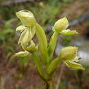 Habenaria pratensis (Lindl.) Rchb. fil. resmi