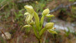 Image of Habenaria pratensis (Lindl.) Rchb. fil.