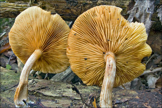 Image of Gymnopilus