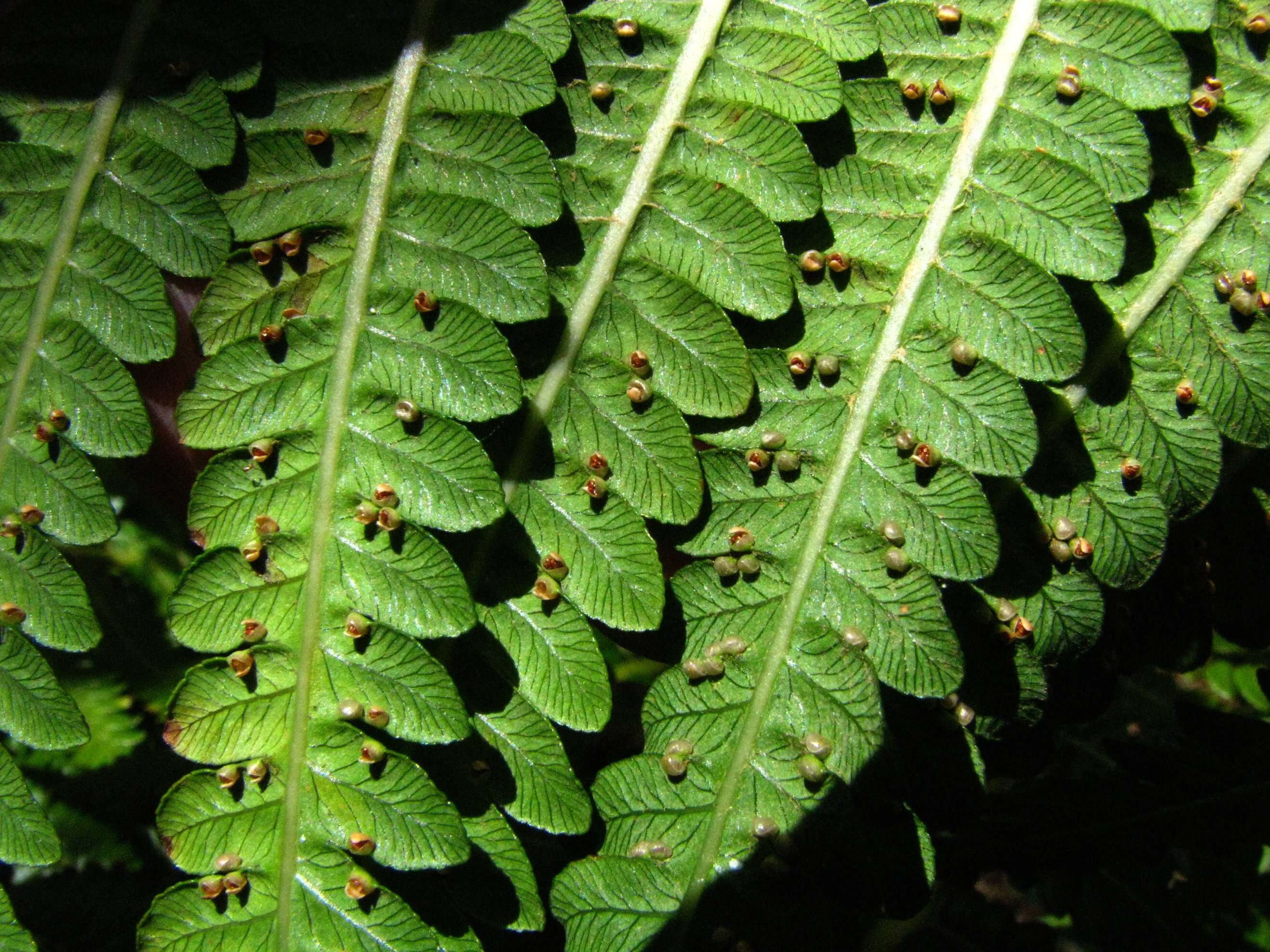 Image of Cibotiaceae