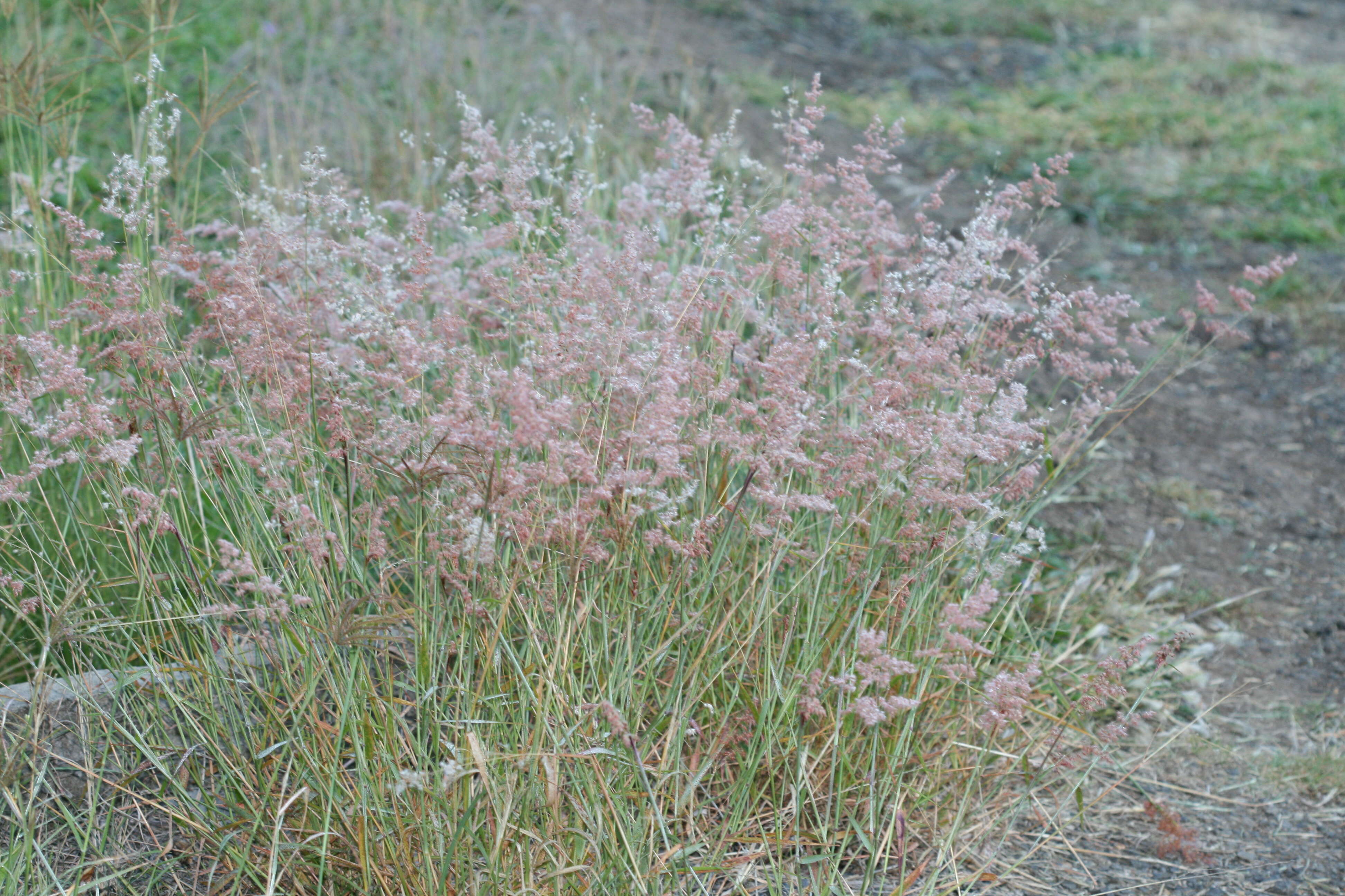 Image of Poaceae