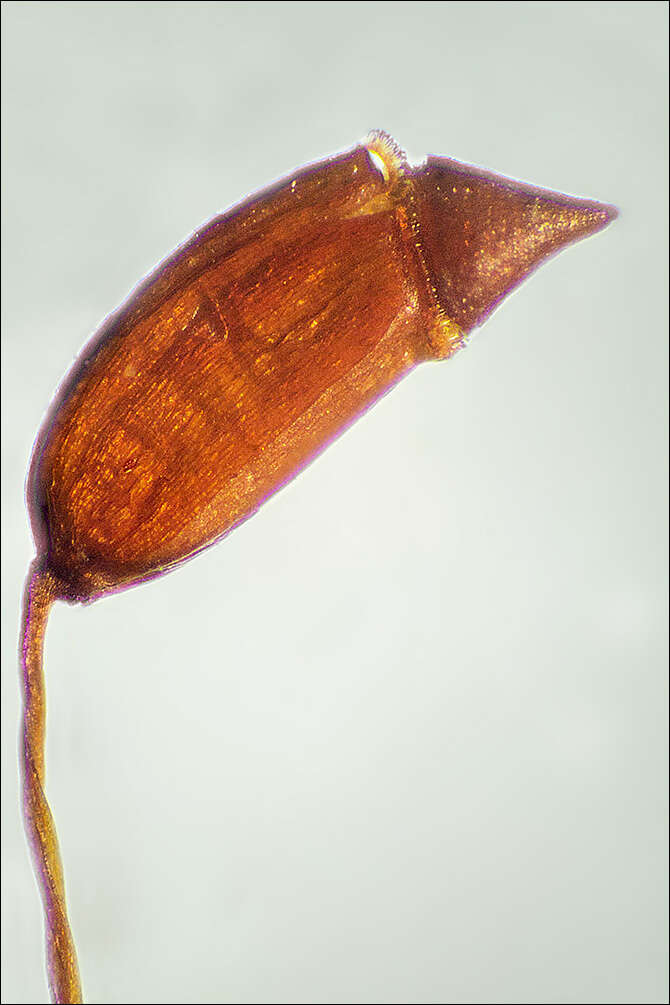 Image of ceratodon moss