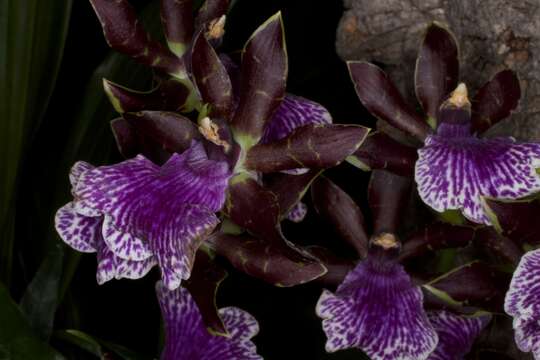 Image de Zygopetalum