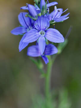 Image of Veronica tenuifolia Asso