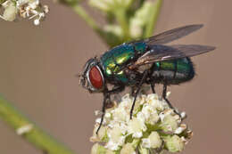 Image of blow flies