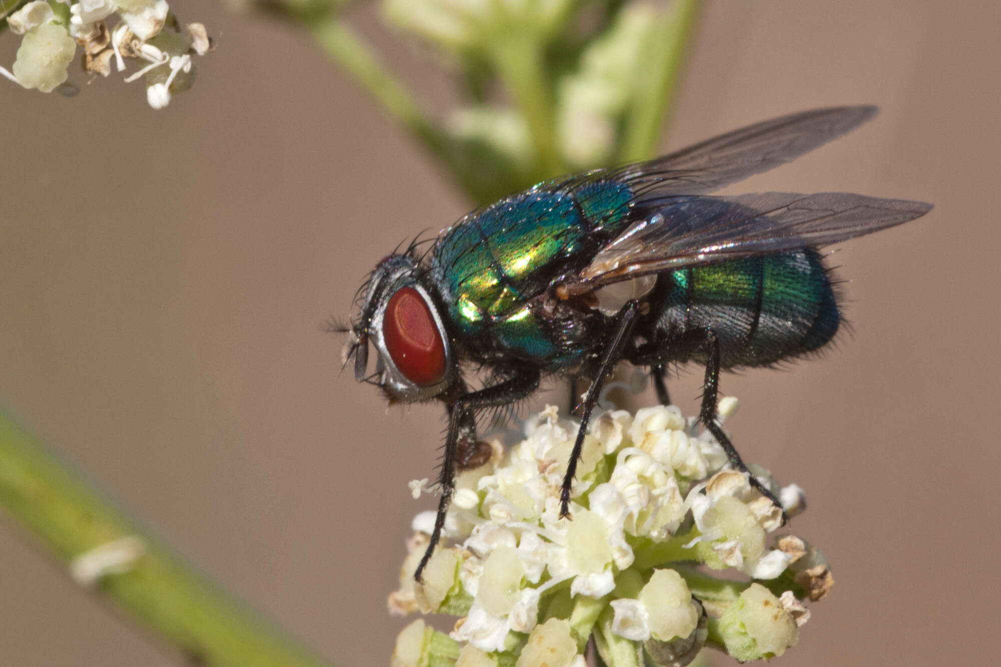 صورة Lucilia sericata (Meigen 1826)