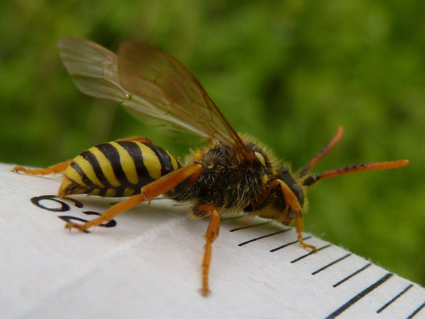 Image of Nomada goodeniana (Kirby 1802)