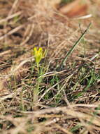 Image of Gagea pusilla (F. W. Schmidt) Sweet