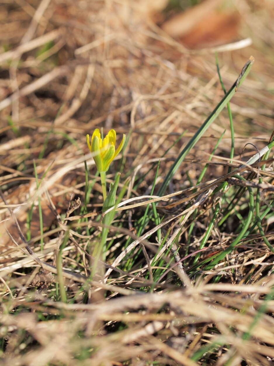 Image of Gagea pusilla (F. W. Schmidt) Sweet