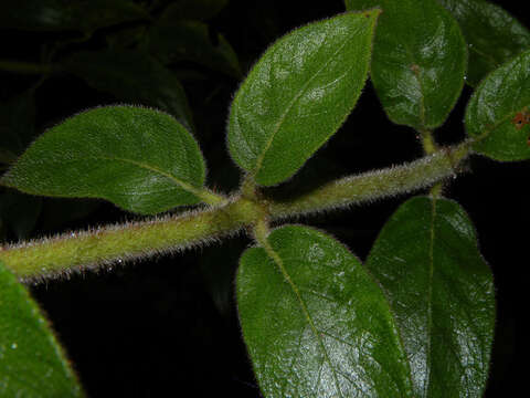 Image of Kohleria allenii Standl. & L. O. Williams