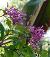 Image of shrubby fuchsia