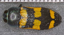 Image of Castiarina livida (Barker 1987)