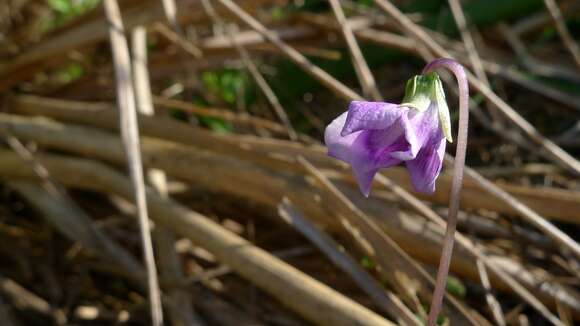 Image of Viola banksii K. R. Thiele & Prober