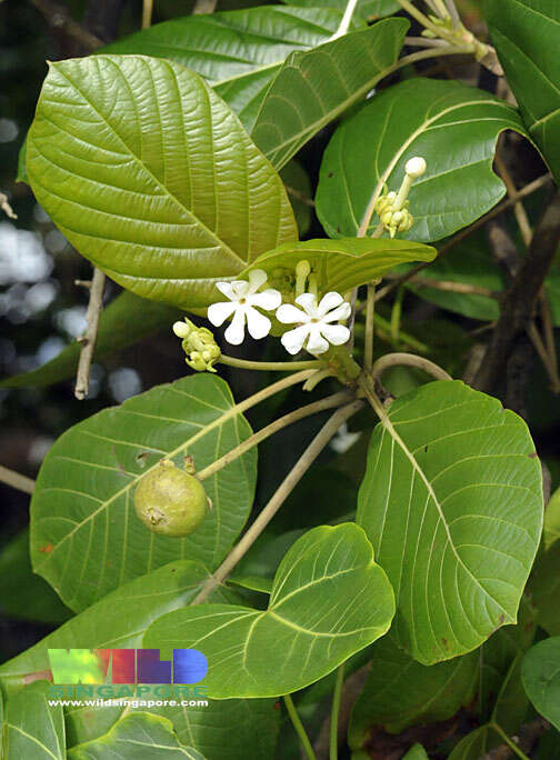 Imagem de Guettarda speciosa L.