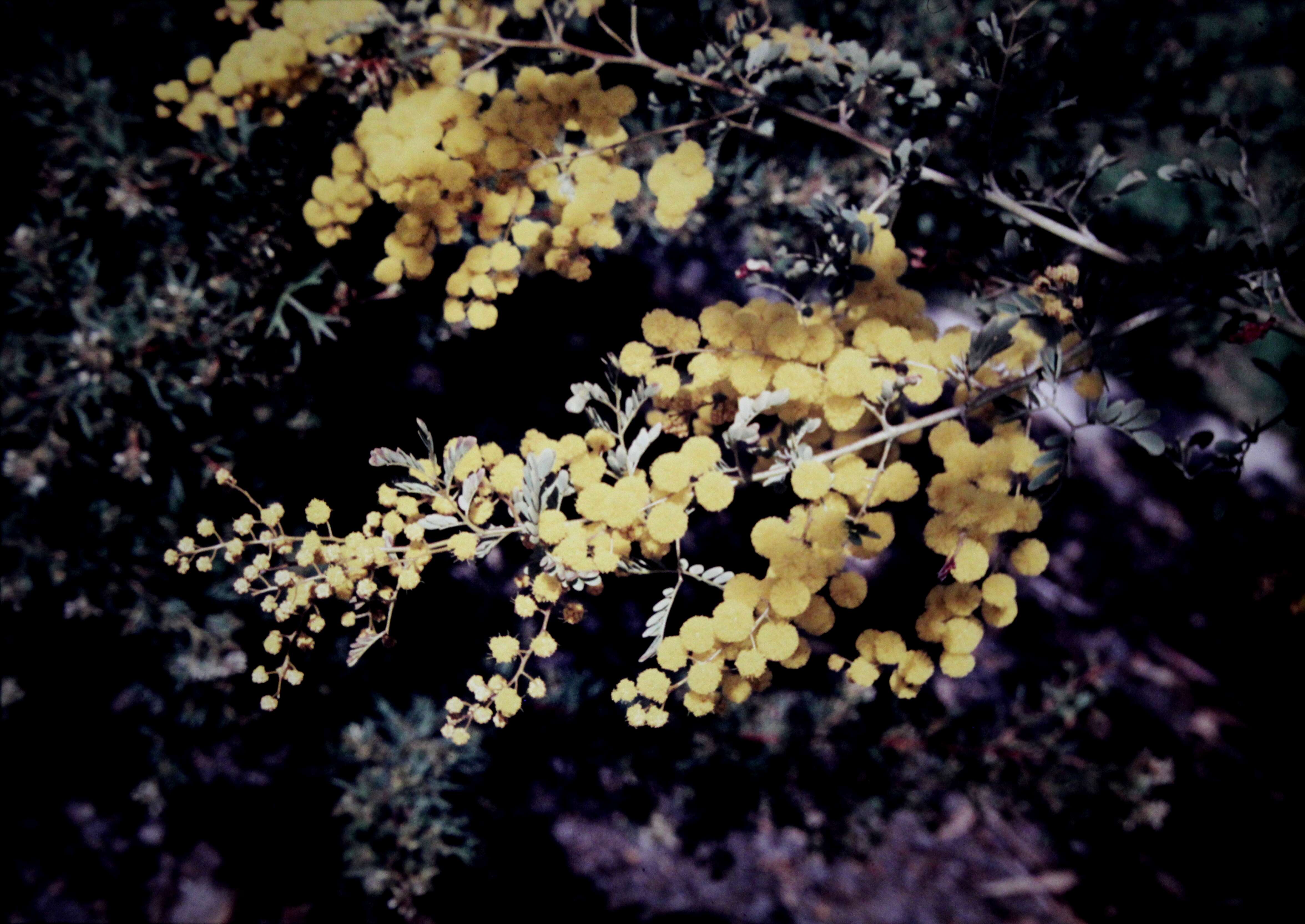 Image of glory wattle