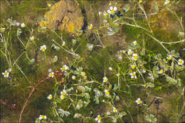 Image of Pond Water-crowfoot