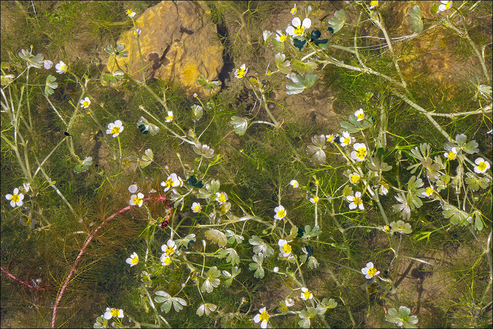 Image of Pond Water-crowfoot