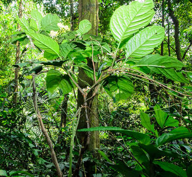 Image of Silvianthus bracteatus Hook. fil.