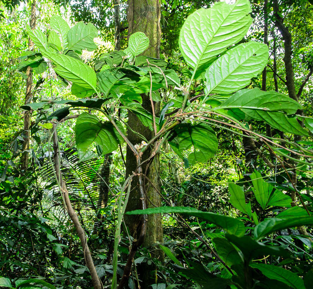 Image of Carlemanniaceae