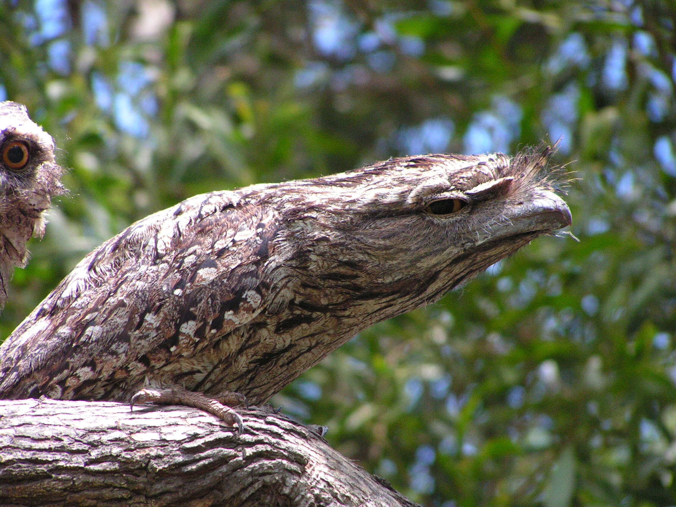 Image of Tawny Frogmouth