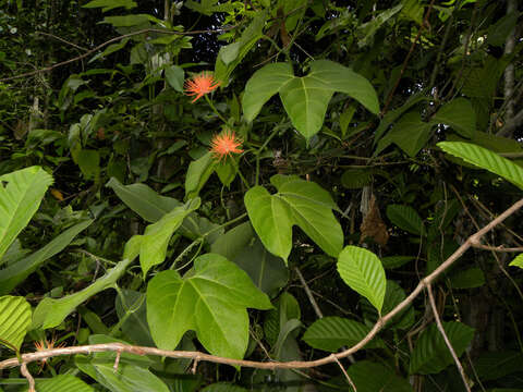 Image of Gurania makoyana (Lam.) Cogn.