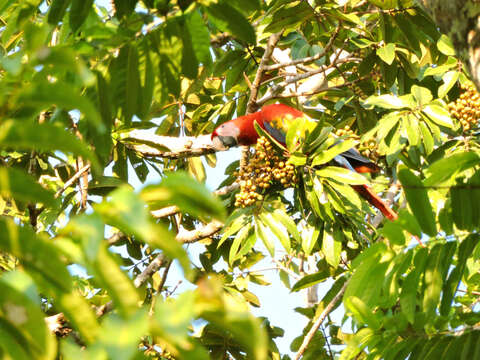 Image of macaws