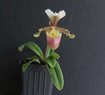 Image de Paphiopedilum barbigerum Tang & F. T. Wang