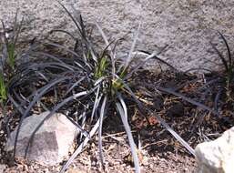 Image of Ophiopogon planiscapus Nakai