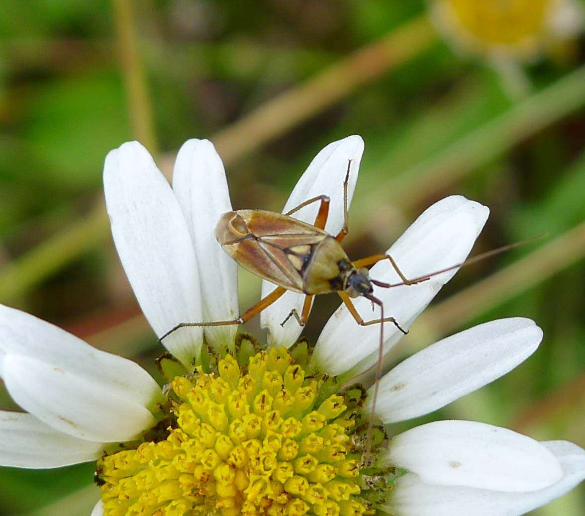 Image of Calocoris roseomaculatus (De Geer 1773)