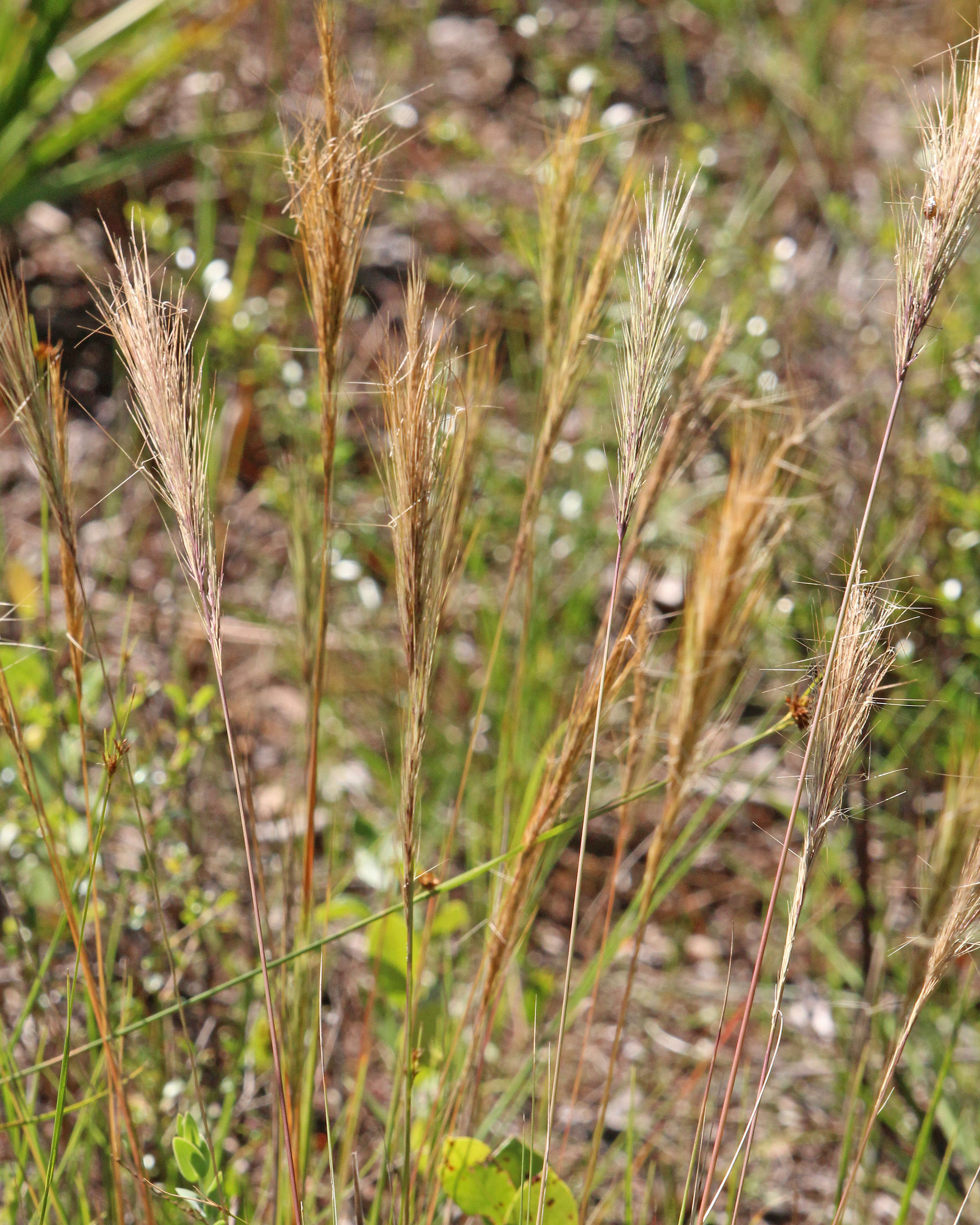 Image of bottlebrush threeawn