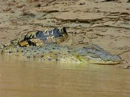 Image of crocodiles