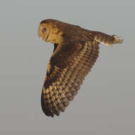 Image of barn owls, masked owls, and bay owls