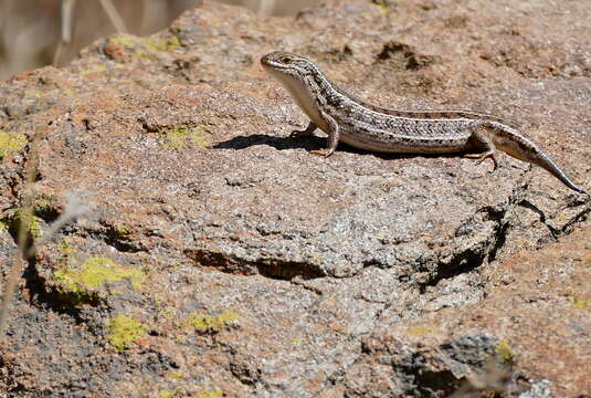 Image of Cape Skink