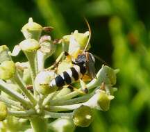 Sivun Ichneumon sarcitorius Linnaeus 1758 kuva