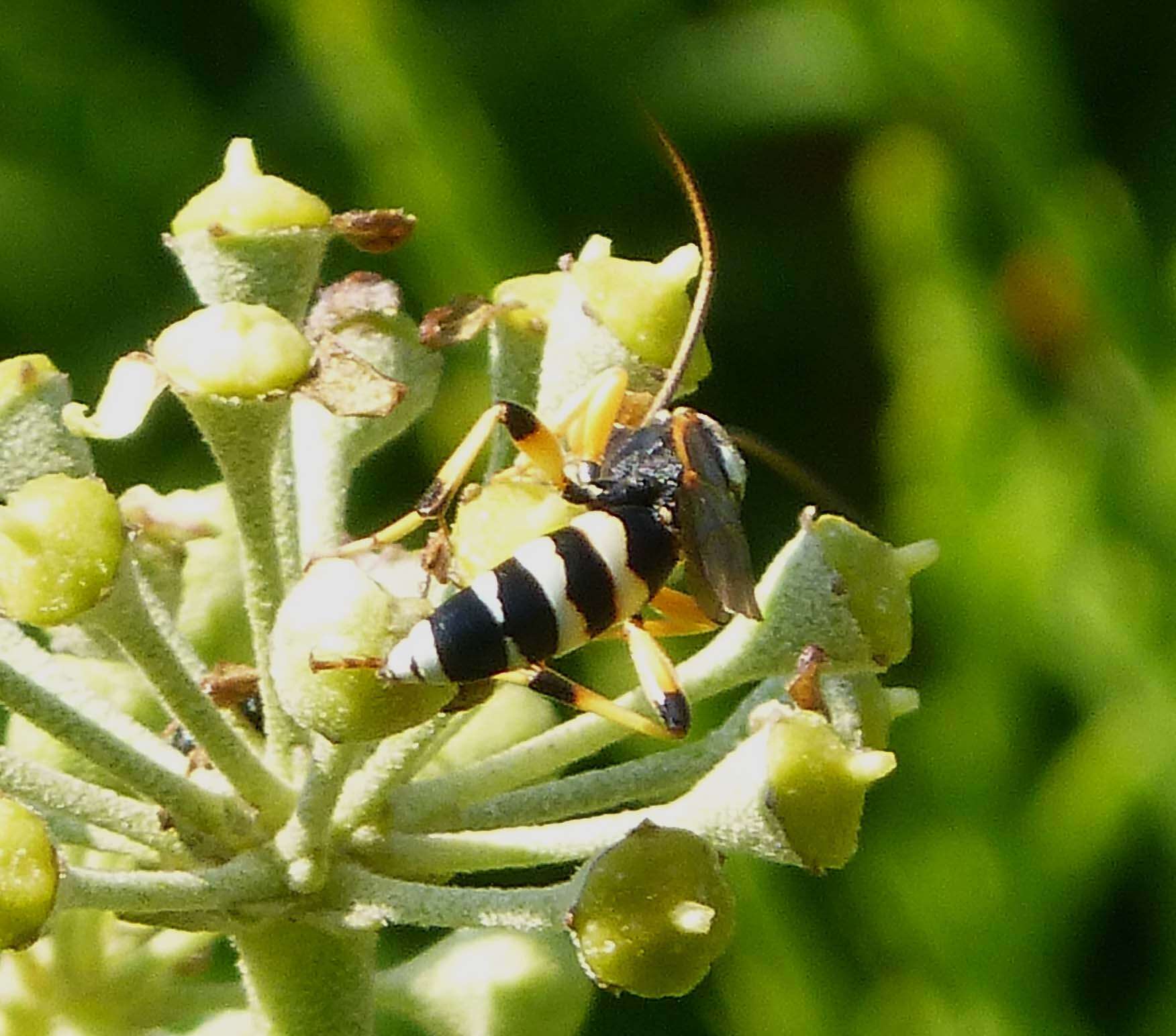 Image of Ichneumon