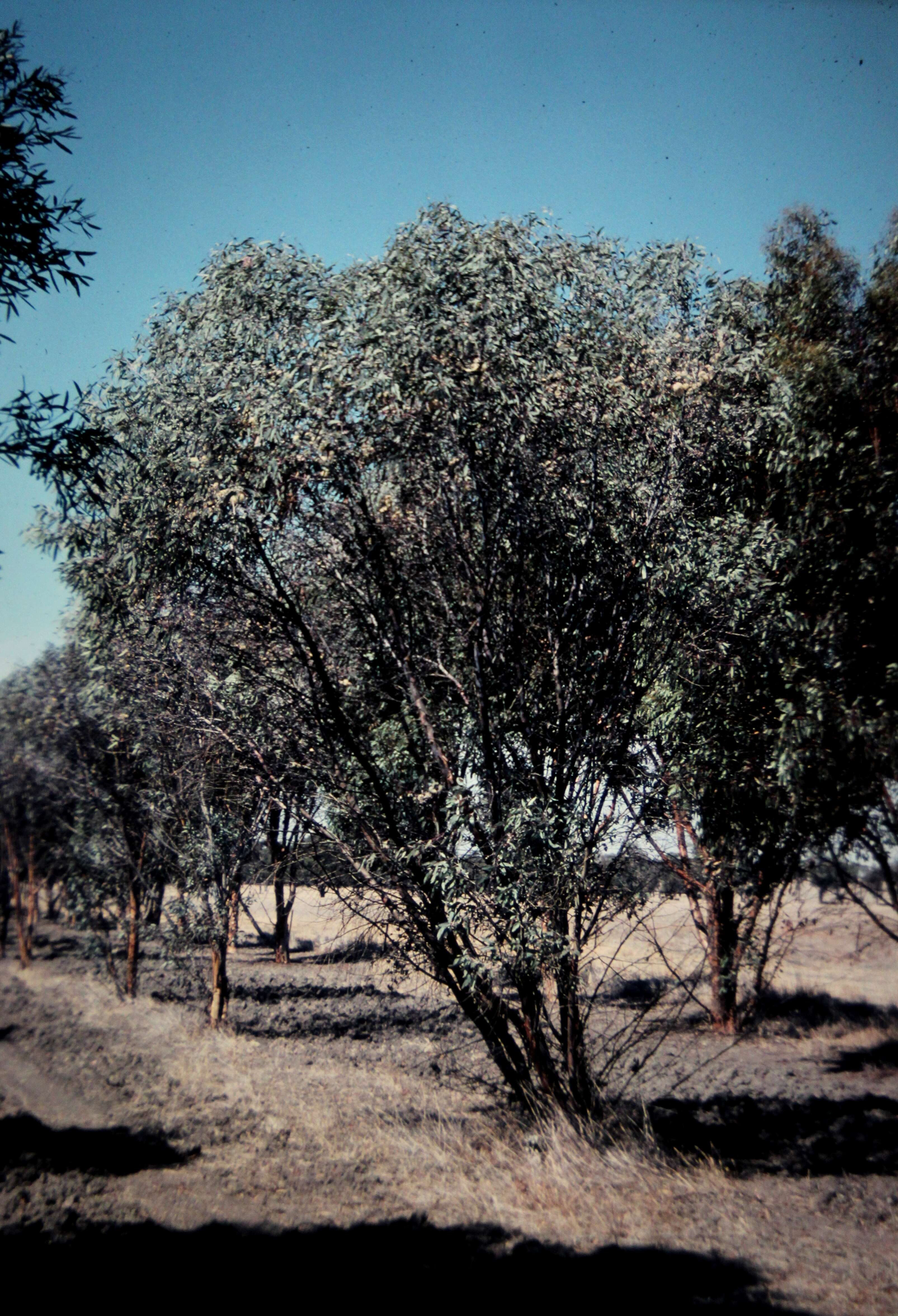 Imagem de Eucalyptus campaspe S. Moore