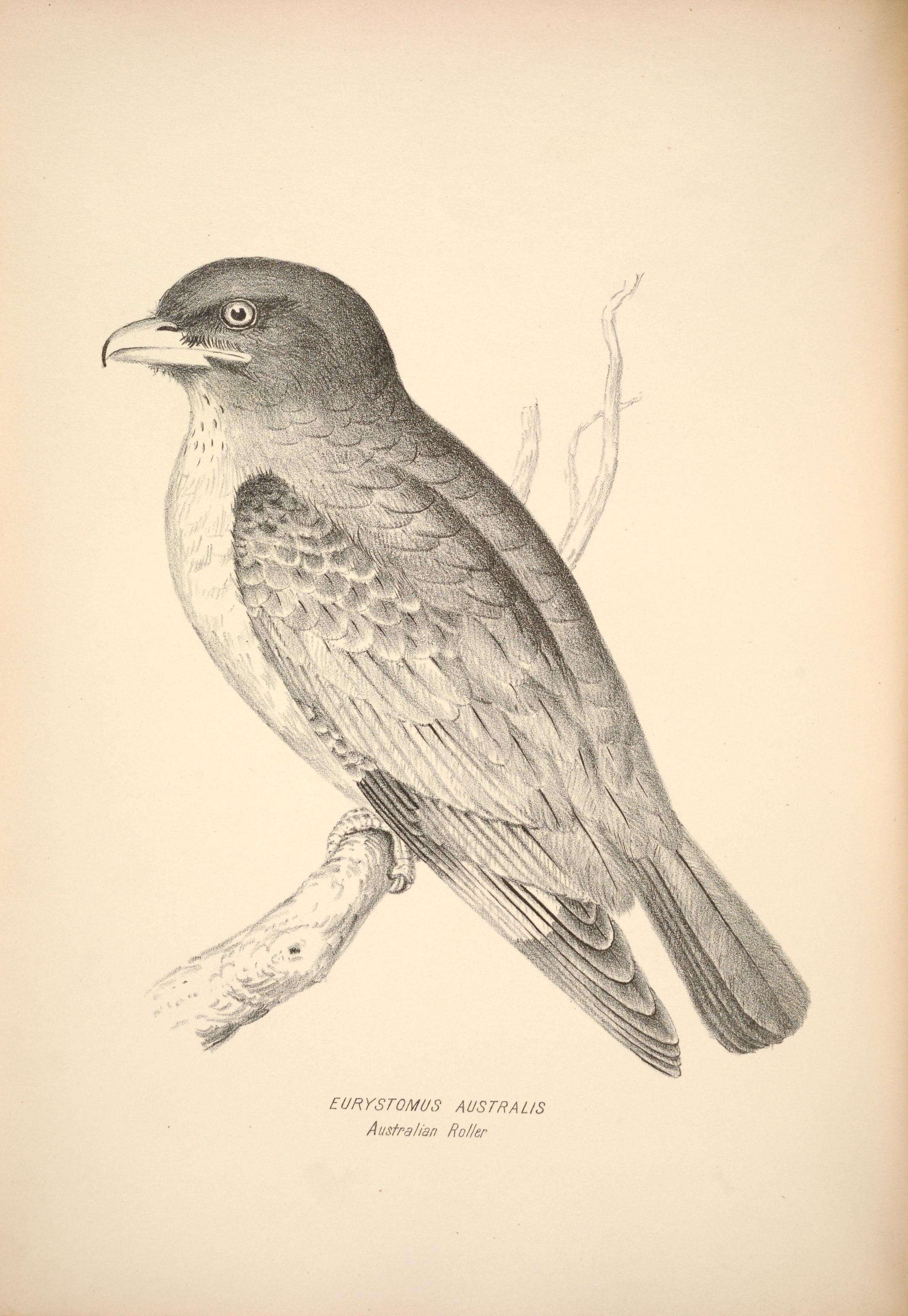 Image of Eurystomus orientalis pacificus (Latham 1801)