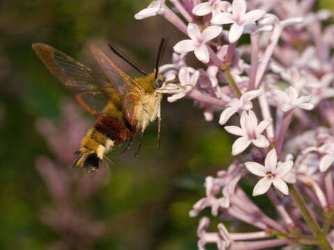 Image of Hemaris Dalman 1816