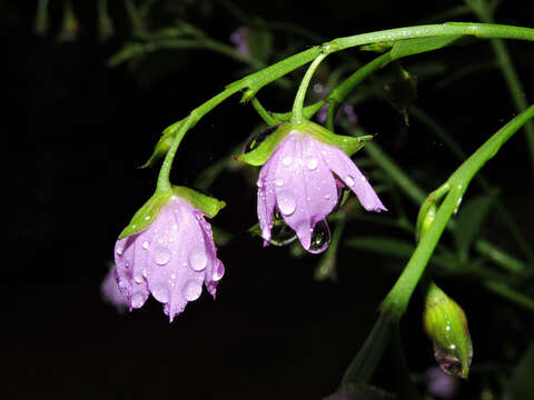 Image of Ceylon spinach