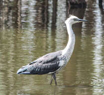 Image of Pacific Heron