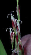 Image of creeping stalkgrass