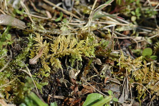 Image of hylocomium feather moss