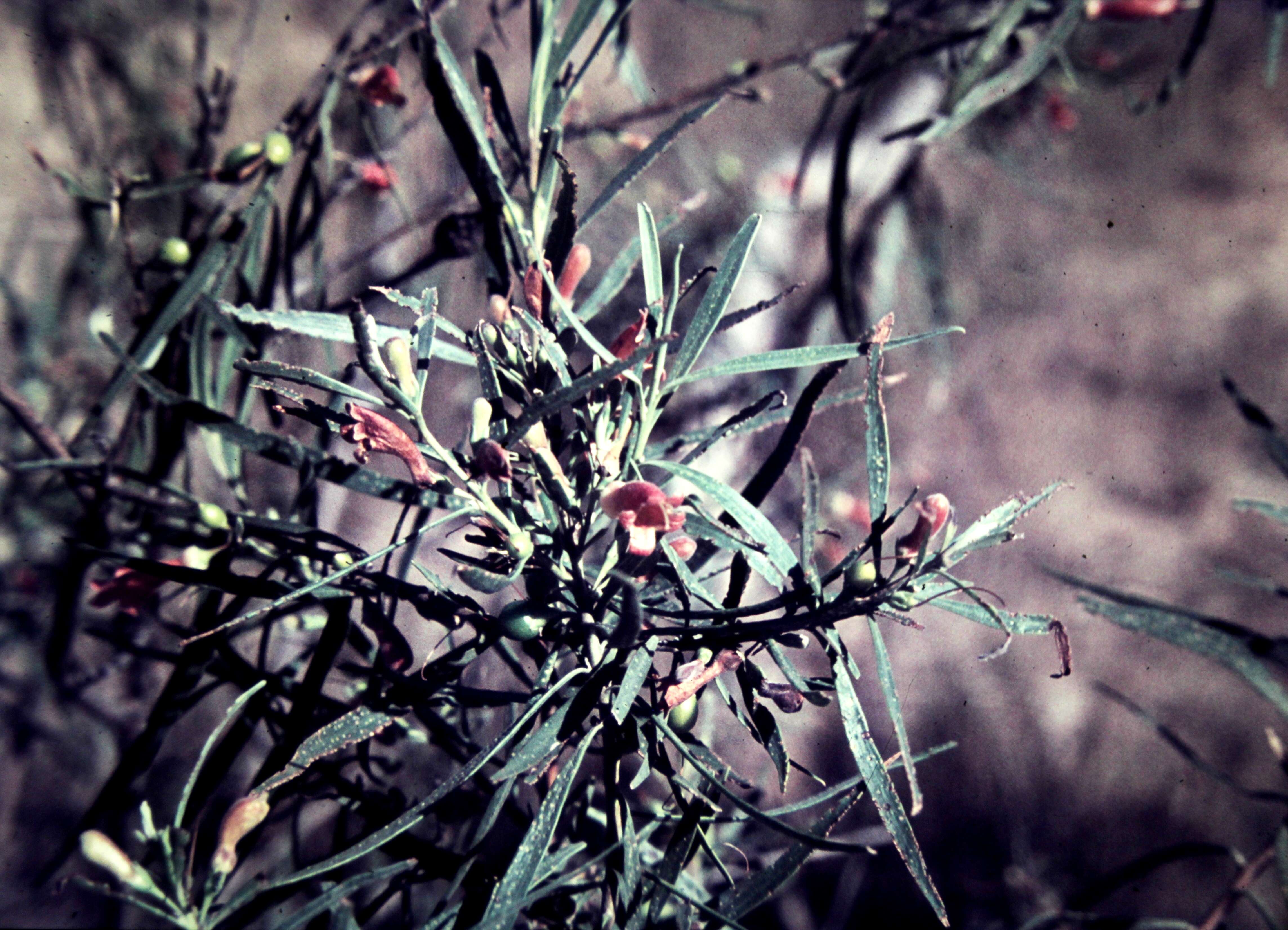 Image de Eremophila longifolia (R. Br.) F. Muell.