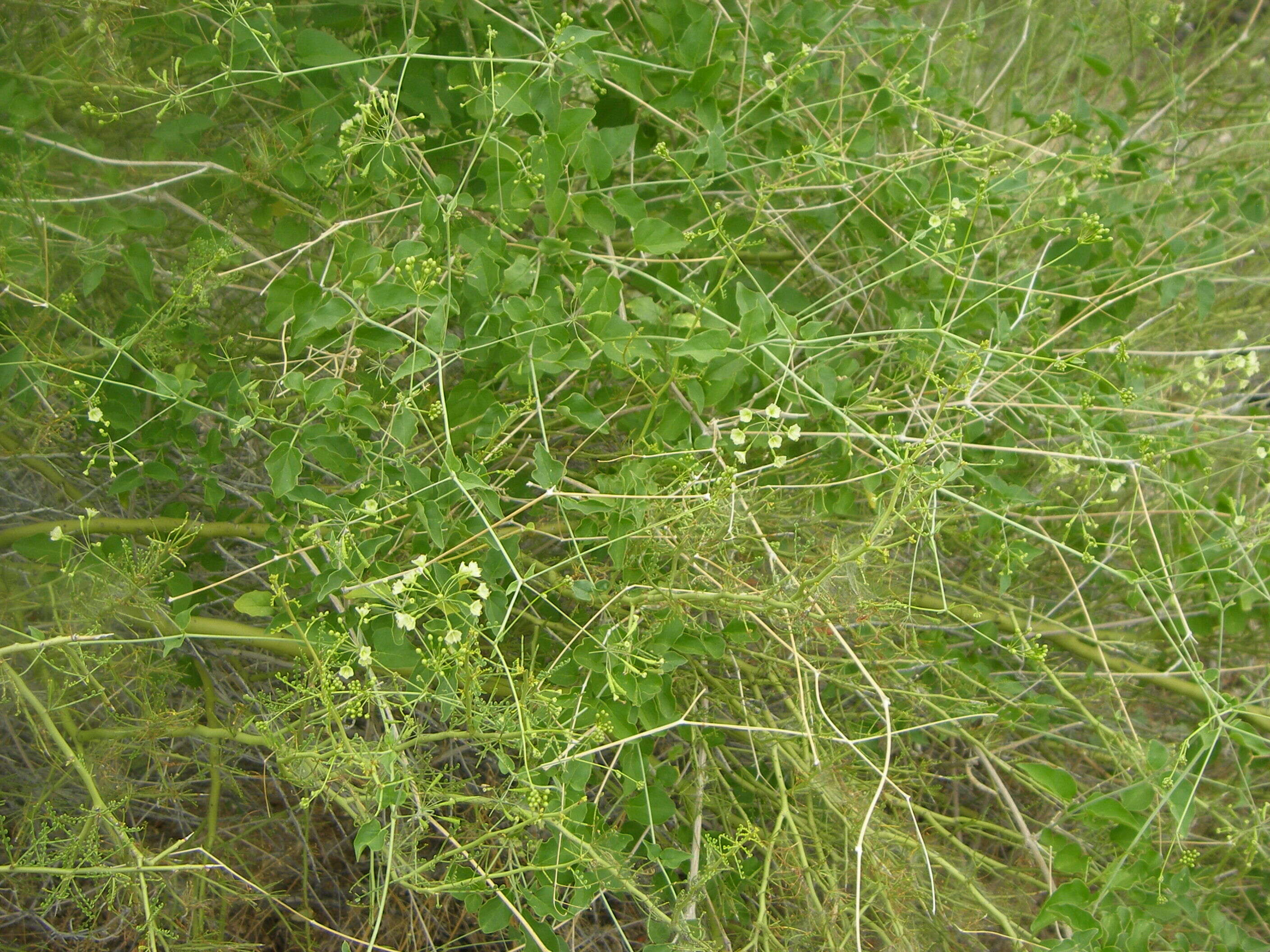 Image of Commicarpus scandens (L.) Standl.