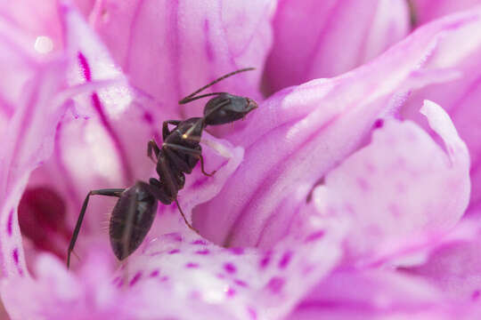 Plancia ëd Camponotus aethiops (Latreille 1798)