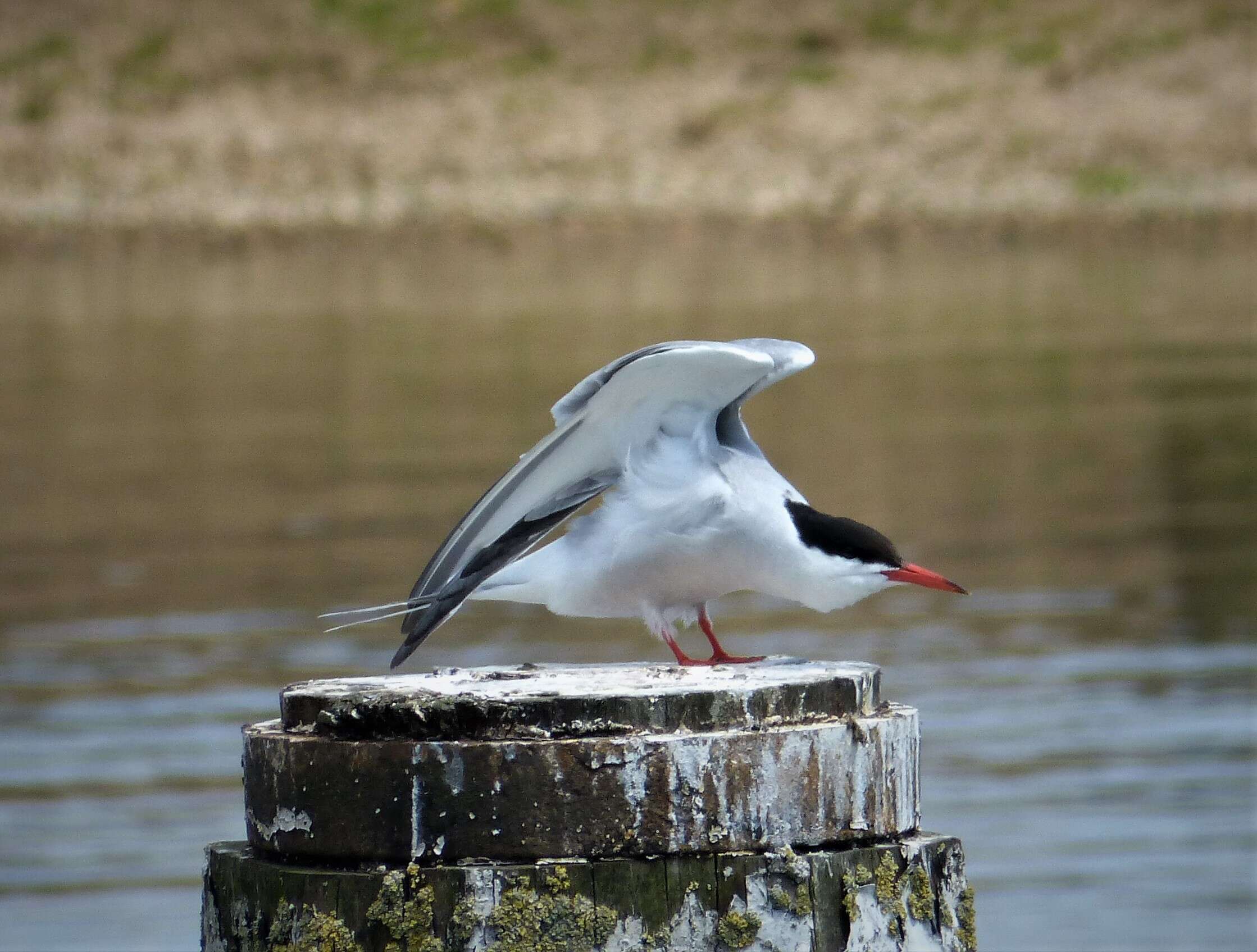 Image of Common Tern