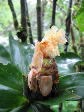 Image of Costus laevis Ruiz & Pav.